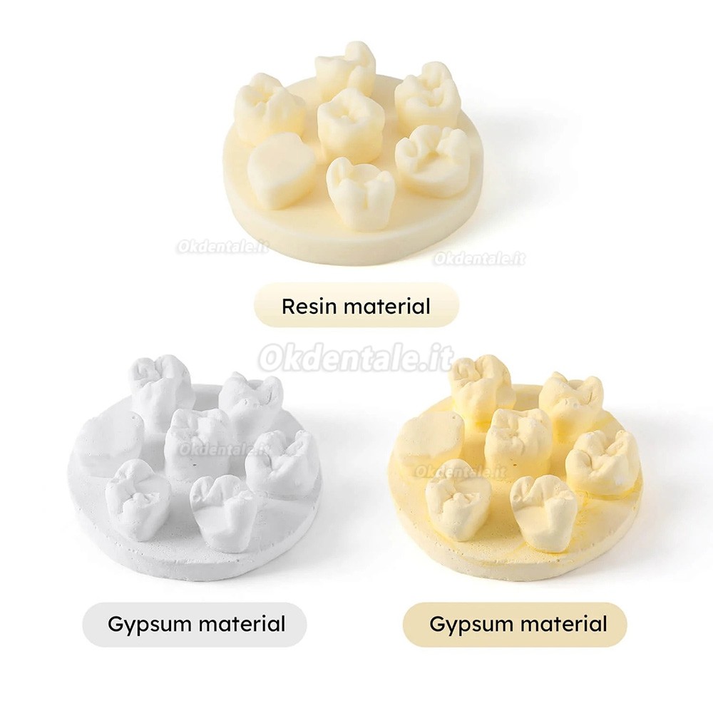 Kit di formazione per modelli di pratica della morfologia dei denti, 3 pezzi/confezione, posizioni U6/L6/U4 (gesso/resina)